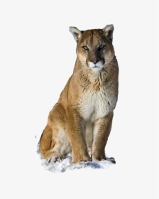 Cougar Freetoedit - Puma Animal, HD Png Download , Transparent Png Image -  PNGitem