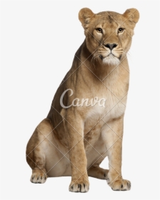 Cats,puma,terrestrial Figure - Lioness Sitting Front View, HD Png Download, Transparent PNG