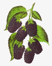 Blackberry Fruit Transparent Background Png - Blackberry Tree Png Free, Png Download, Transparent PNG