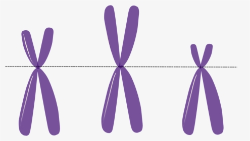 Chromosomes, Genetics, Metacentric, Purple, Science, - Telomeres Clipart, HD Png Download, Transparent PNG
