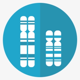 Chromosomes, Genetics, Dna, Genes, Chromosome - Chromosome Graphic, HD Png Download, Transparent PNG