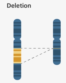 Inversion On A Chromosome, HD Png Download, Transparent PNG
