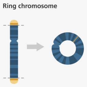 Ring Kromozom, HD Png Download, Transparent PNG