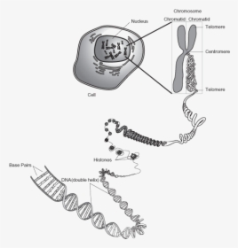 Chromosome And Dna Relationship, HD Png Download, Transparent PNG