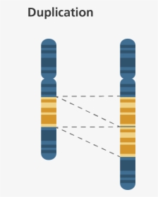 Chromosome Duplication , Png Download - Gene Duplication Genetics, Transparent Png, Transparent PNG