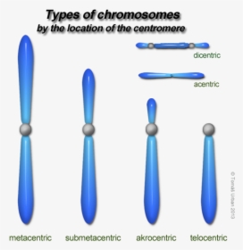 Types Of Chromosomes On The Basis Of Centromere, HD Png Download, Transparent PNG