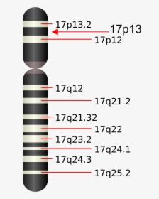 Chromosome 17q25, HD Png Download, Transparent PNG