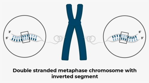 Chromosome With Inversion - Circle, HD Png Download, Transparent PNG