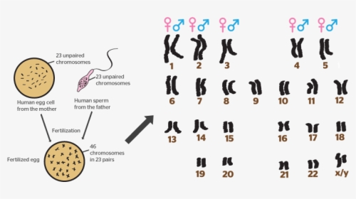 Do You Read Chromosomes, HD Png Download, Transparent PNG