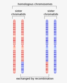 Chromatin Drawing Chromosome Sister Chromatids - Homologous Biology, HD Png Download, Transparent PNG