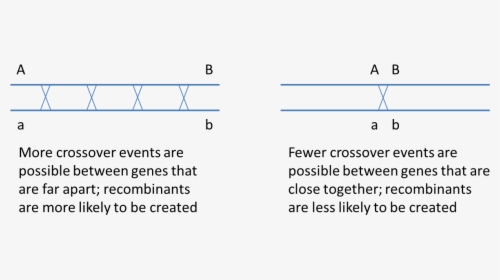 Two Genes Located On The Same Chromosome, HD Png Download, Transparent PNG