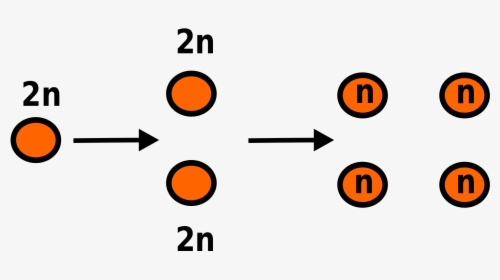 Meiosis Is The Form Of Cell Division That Halves The - Meioosi, HD Png Download, Transparent PNG