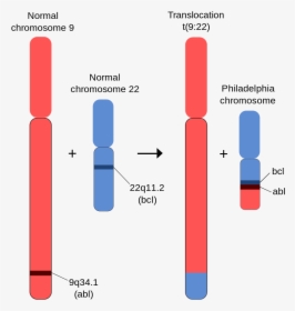 Homologous And Nonhomologous Chromosomes, HD Png Download, Transparent PNG