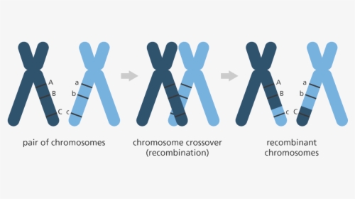 Chromosome, HD Png Download, Transparent PNG