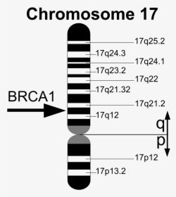 Brca1 En - Genes Brca, HD Png Download, Transparent PNG