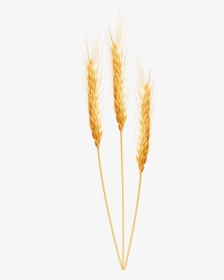 Wheat Clipart Wheet Free On Transparent Png - Wheat Clipart Png, Png Download, Transparent PNG
