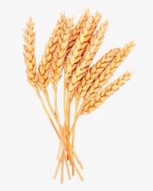 Wheat Vector Free Image Sheaves Of Clipart Transparent - Wheat Png, Png Download, Transparent PNG