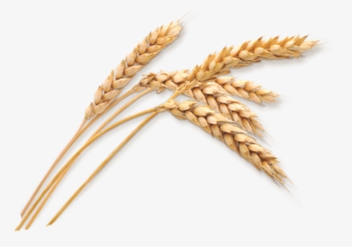 Wheat Stalk Png Download - Transparent Wheat Png, Png Download, Transparent PNG