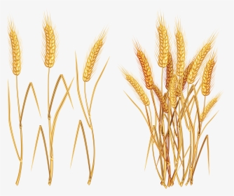 wheat stalks drawing
