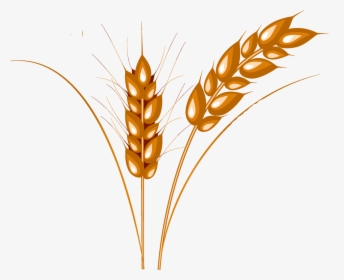 Wheat Clipart Barley - Колосок Пшеницы, HD Png Download, Transparent PNG