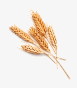 Single Grain Of Wheat, HD Png Download, Transparent PNG