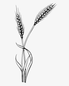 Wheat Clipart Black And White, HD Png Download, Transparent PNG