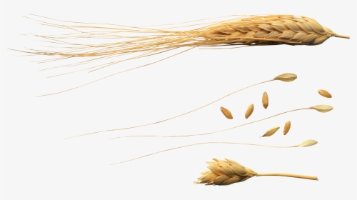 Wheat Png Images Download - Flying Wheat Png, Transparent Png, Transparent PNG