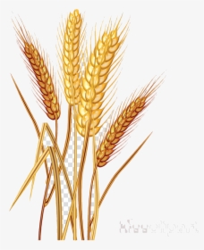 Wheat Clipart Cereal Common Clip Art Transparent Png - Wheat Vector Images Png, Png Download, Transparent PNG