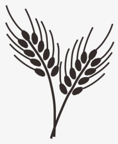 Transparent Wheat Stalks Clipart - Wheat Grass Drawing Png, Png Download, Transparent PNG