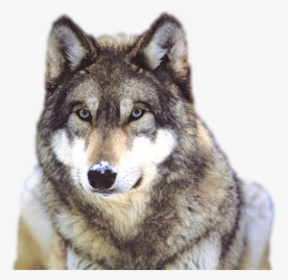 Wolf Png Transparent Images - Grey Wolf, Png Download, Transparent PNG