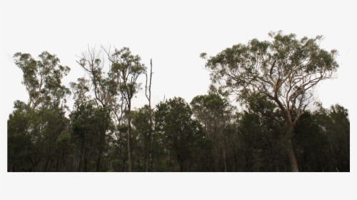 Transparent Grassy Hill Png - Transparent Tree Line Png, Png Download, Transparent PNG