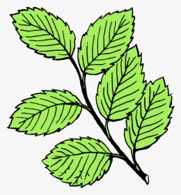 Leaves Black And White, HD Png Download, Transparent PNG