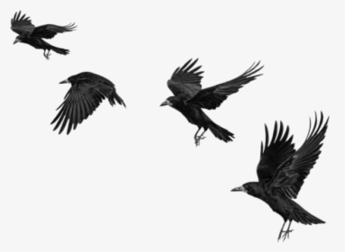 #raven #ravens #birds #bird #crow #crows #fly #blackbirds - Crow Png For Picsart, Transparent Png, Transparent PNG