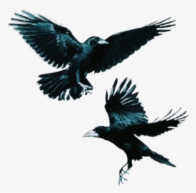 #crows #bird #flying #dark - Flying Crow, HD Png Download, Transparent PNG