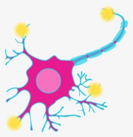 Neuron Cell Diagram, HD Png Download, Transparent PNG