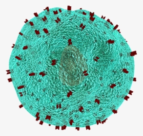 T Helper Cell, Cell, Immune System, Blood Cells, Virus - T Cells, HD Png Download, Transparent PNG