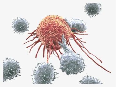 Transparent Cancer Cell Clipart - Cancer Cells Picture Transparent, HD Png Download, Transparent PNG