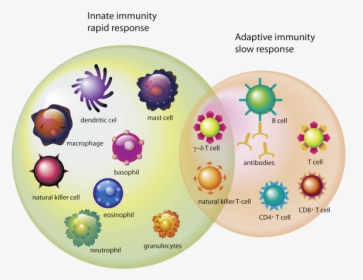 Which-cells - Types Of Cells Immune System, HD Png Download, Transparent PNG