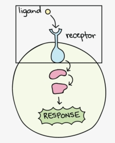 Receptor Biology, HD Png Download, Transparent PNG
