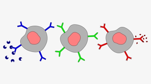 Different B Cells With Antigen Receptors And Antigen - Igm On B Cells, HD Png Download, Transparent PNG