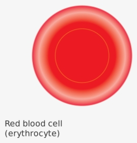 Diagram Of A Red Blood Cell Cruk - Blood Cell Diagram Transparent, HD Png Download, Transparent PNG