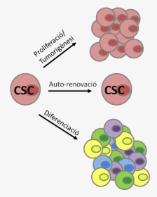 Cancer Stem Cells - Cancer Stem Cell Characteristics, HD Png Download, Transparent PNG