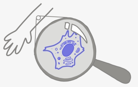 Image Of A Blue Somatic Cell Under A Magnifying Glass - Somatic Cells, HD Png Download, Transparent PNG