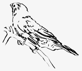 Side Of A Bird Drawing, HD Png Download, Transparent PNG