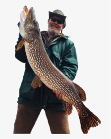 Walleye - Catching Fish Png, Transparent Png, Transparent PNG