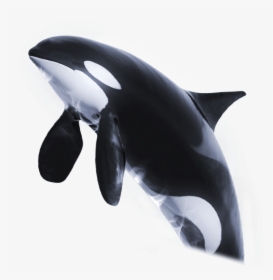 Orca Png Page - Orca Transparent Png, Png Download, Transparent PNG
