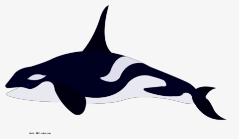 Pygmy Killer Whale Dolphin Coloring Book Clip Art - Killer Whale Real Color, HD Png Download, Transparent PNG