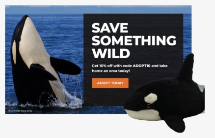 Adopt An Orca - Gif Con Movimiento De Animales, HD Png Download, Transparent PNG