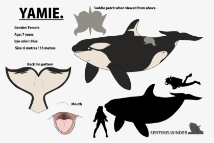 Yamie , The Nomming Orca - Yamie Orca, HD Png Download, Transparent PNG