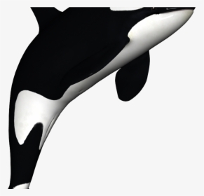 Orca Clip Art - Killer Whale Cartoon Transparent, HD Png Download, Transparent PNG